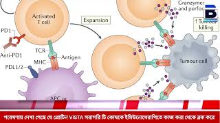 গবেষণায় দেখা গেছে যে প্রোটিন VISTA সরাসরি টি কোষকে ইমিউনোথেরাপিতে কাজ করা থেকে ব্লক করে
