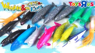 Whales \u0026 Co. Big!! Toys'R'Us limited edition!!