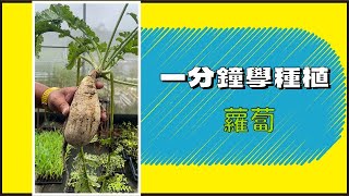 一分鐘學種植~白白的蘿蔔怎麼種呢~Feat.綠合農場#shorts#ShortsTW