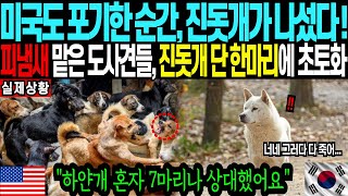 진돗개의 놀라운 기개! 도사견 무리에 포위된 미국 마을, 진돗개 한 마리의 압도적인 활약에 미국전역이 충격#해외감동사연#외국인반응