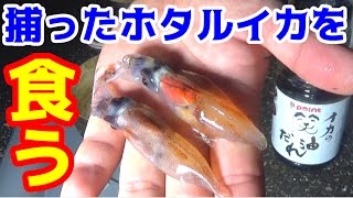 【富山湾の神秘】ホタルイカの身投げをすくって食べる #5