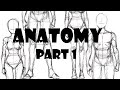 How to draw Anatomy (part 1)