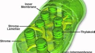 Chloroplasts and Mitochondria CELLMART