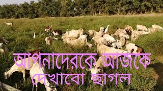 আপনাদেরকে আজকে দেখাবো ছাগল Videshi tv