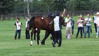 6シーイズトウショウの16 シルク募集馬ツアー