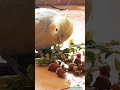 Lutino Cockatiel's Breakfast: Energizing Morning Meal! #cockatiel #birds #wildlife #nature#breakfast