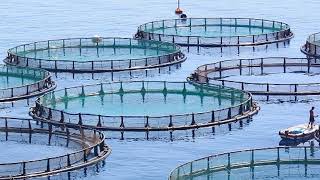 Malta's Aquaculture  Nurturing Marine Life Sustainably in the Mediterranean