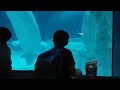 105.7.17韓國樂天水族館