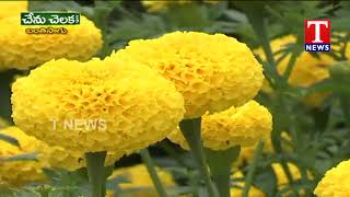 Farmer Raghunandan About Marigold Flowers Cultivation | Chenu Chelaka | TNews Telugu