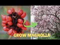 From Seed to MAGNIFICENT Magnolia Tree | Complete Growing Guide