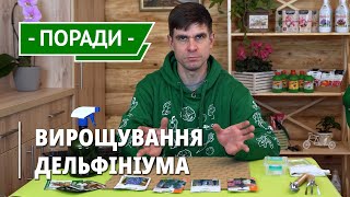 Як виростити дельфініум з насіння в домашніх умовах і отримати міцну розсаду