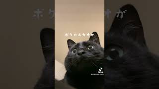 冬毛でまん丸になってしまった黒猫くん#shorts #cat