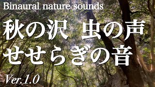 【バイノーラル自然音】秋の始まりを感じる森の沢のせせらぎ音　野鳥と虫の鳴き声　binaural nature sounds vol.6