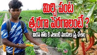 మిరప తోటలో 3D స్ప్రే వాడాను  | Chilli Farming in India | మిర్చి పంట త్వరగా పెరగాలంటే ? @DNK4