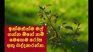 නිවැරදි ක්‍රමයට රෝස අත්තක් බද්ද කිරීම.