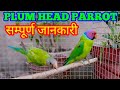 प्लम हेड बर्ड की जानकारी(PlumHead)