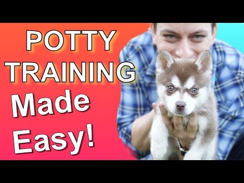 How to Potty Train your Puppy EASILY! Everything you need to know! How to Potty Train your Puppy EASILY! Everything you need to know!