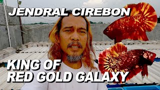 RED GOLD GALAXY   JENDRAL CIREBON   KING OF RGG