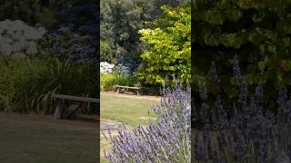 Lauren’s Lavender Cafe Garden #nz #natureshorts #lavender #flowers