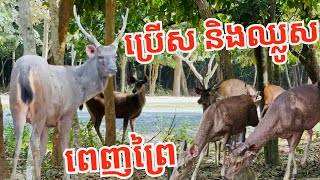 សត្វឈ្លូស និងប្រើស ដើរពេញព្រៃ លើភ្នំតាម៉ៅ