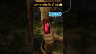 सापाच्या🐍 शरीरातील ही हाडे 😱 🤯