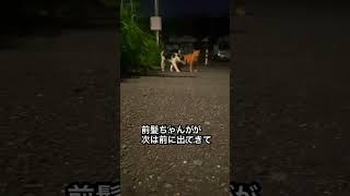 片思いの野良猫ちゃん！？#shorts #猫 #野良猫 #怪しい