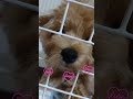 ゲージからのぞくお鼻がたまらなく可愛い💕　 マルプー 子犬 dog maltipoo