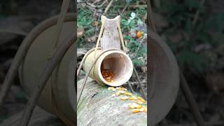 bamboo squirrel trap