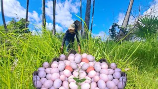 OH unique! Harvesting duck eggs, a lots of on the at field by best hand a farmer