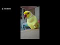 This parrot has an identity crisis and thinks he’s a banana