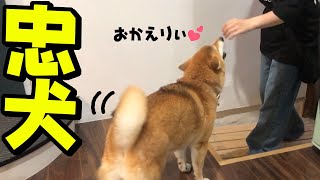 娘と一緒に帰宅したのに出迎えてくれる優しい柴犬