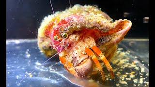 ソメンヤドカリ　Anemone hermit crab　Dardanus pedunculatus