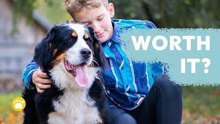 Is a Bernese Mountain Dog Worth It? The Pros and Cons