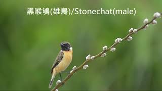 黑喉鴝/Stonechat(Saxicola torquatus)singing