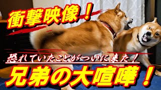 【閲覧注意】柴犬の喧嘩を止める方法はあなたが〇〇になると上手くいく！＃柴犬多頭飼い