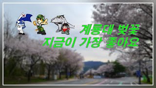 [trekking] 계룡대 벚꽃 지금이 가장 좋아요