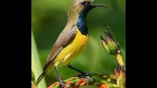 Playtube Pk Ultimate Video Sharing Website