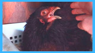 Crazy Chicken Screaming!!