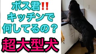 ボス君がクッキング？ ニューファンドランド ボス君 優しい巨人 グレートデン クィーンちゃん 超大型犬  室内 キッチン 乱入 GiantDogBOSS \u0026 Queen