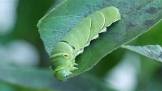 ミカンの葉を食べるアゲハ蝶の幼虫