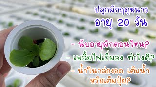 ผักสลัดอายุ 20 วัน พูดเรื่องเดิม ๆ บ่อย ๆ #ปลูกผักไฮโดรโปนิกส์ #สวนผัก #hydroponics #ปลูกผัก #เกษตร