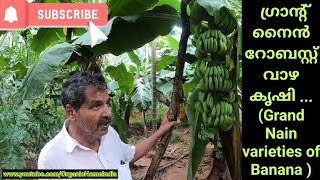 ഗ്രാന്റ് നൈൻ റോബസ്റ്റ് വാഴ കൃഷി ... (Grand Nain varieties of  Banana )