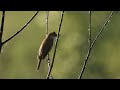 ptice hrvatske veliki trstenjak acrocephalus arundinaceus great reed warbler 1 2