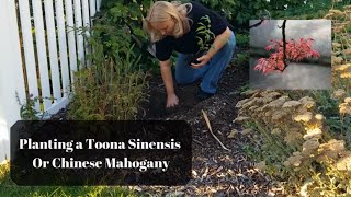 Planting a Toona Sinensis or Chinese Mahogany