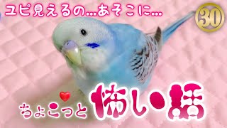 【セキセイインコ】お迎え30日目【うちのインコが見えちゃったみたいです...】