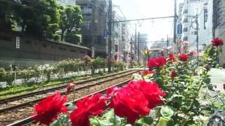 東京さくらトラム（荒川線）7700形🚃三ノ輪橋行き＆第11回大塚バラ祭りの薔薇です🚃💨