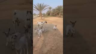 Goat Gave Birth To 4 Kids #farming #fyp #shorts #viral #shortsvideo #pets #tiktok #allah #goat