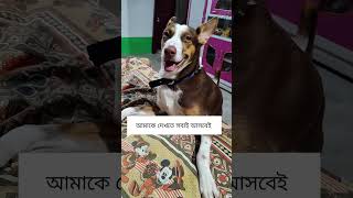 দিদুন চলে গেলেই এইভাবে কান্না করে bozzo #doglover #petparents #viralvideo #pets #minivlog