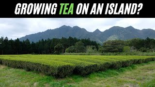 Growing Tea on Yakushima - The Island that inspired Princess Mononoke