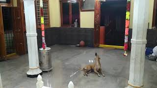 Bhairava ravam Vs Sankharavam @ Sri Sesha Sai Mandir, Tallarevu